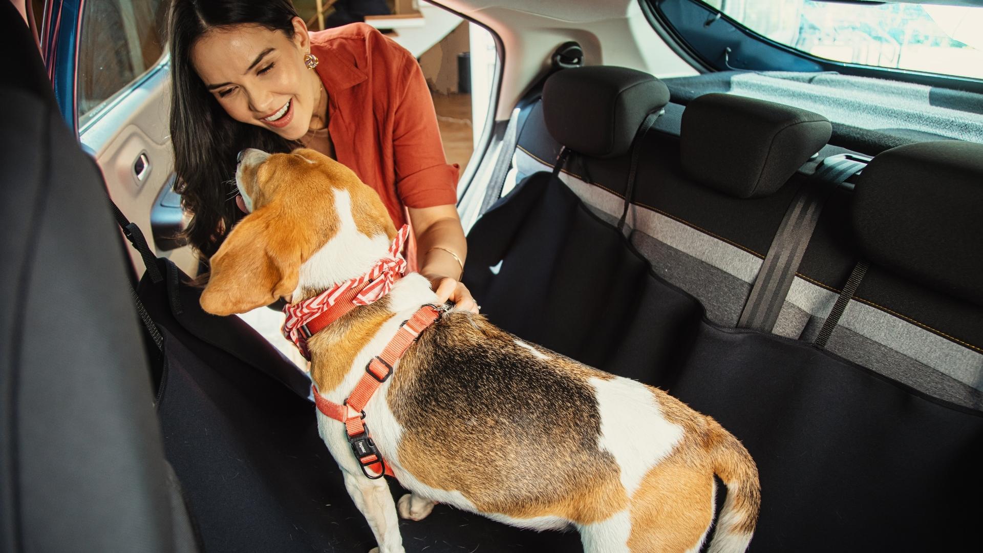 A woman smiling and interacting with her beagle dog in the backseat of a car, showcasing a joyful moment.