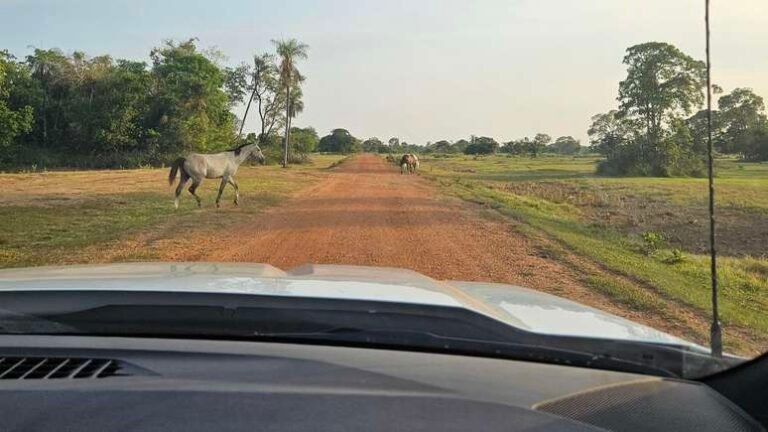 Pantanal de picape: o roteiro definitivo por MS com Silverado, Dakota e S10