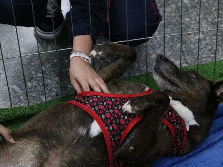 Dia Mundial do Cachorro: veja como levar seu amigão no carro