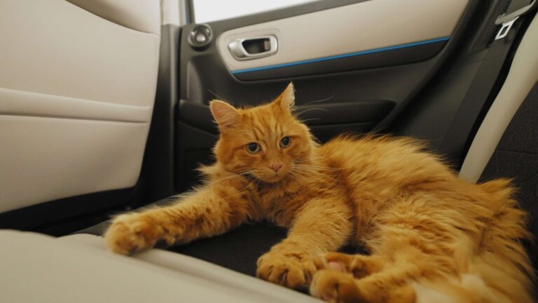 Mentira da Honda na Inglaterra: gatos vão amar novo assento com Catnip