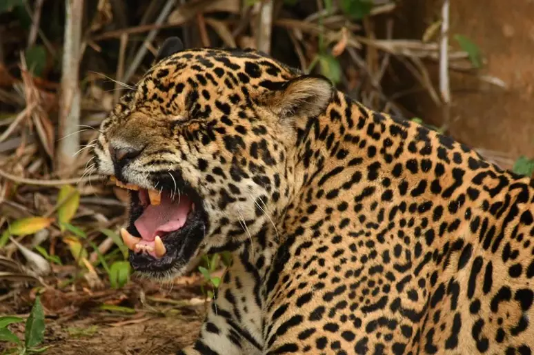 Jaguar com o olhar cerrado, mostrando os dentes, em um ambiente natural com vegetação ao fundo.